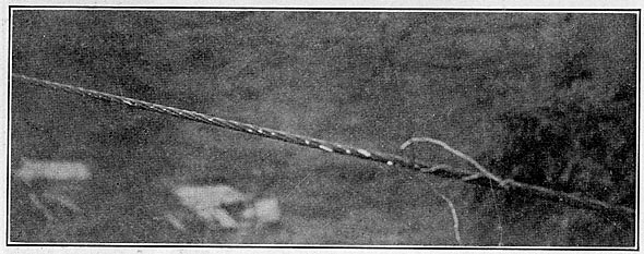 FIG. 10. - 214,000 cir. Mils aluminum cable burned in service by a short-circuit arc from six 10,000-kw generators.