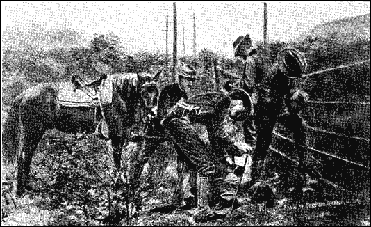 SIGNAL CORPS MEN UTILIZING WIRE FENCE FOR FIELD TELEPHONE WORK.