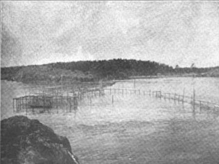 A Typical Fish Trap on Puget Sound.