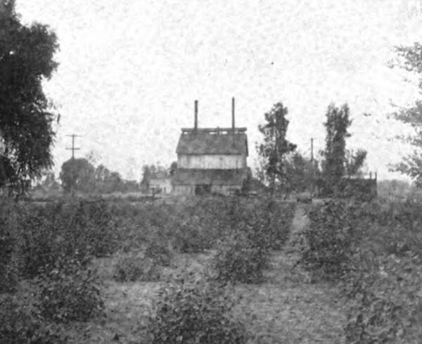 Fig. 29 Selma Gas Works and Young Eucalyptus Grove