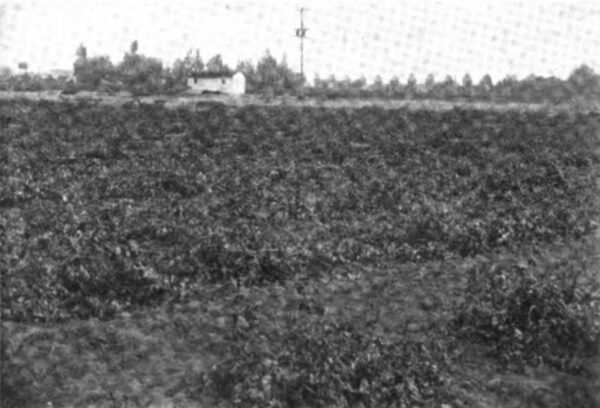 Fig. 39 U.S. Government Reclamation Service Pumping Plant. 80 Acres in Foreground Reclaimed by "Leaching" Process from Alkali.