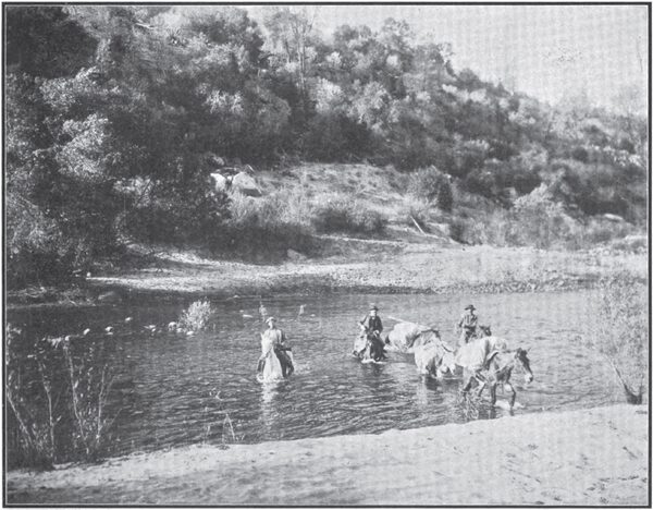 FORDING THE KERN RIVER AT EXTREME LOW WATER DURING THE SUMMER OF 1901.