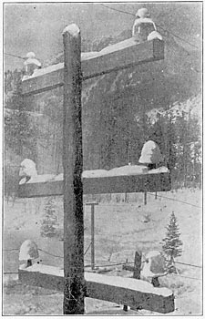 Fig. 4. — 50,000 Volts on Large Glass Insulators (Upper Cross-arm) and on Porcelain Insulators (Lower Cross-arm.)